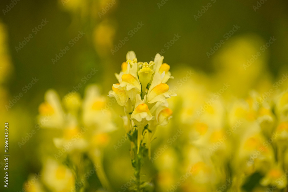 Fototapeta premium Nahaufnahme einer Blüte, makro, raps, macro