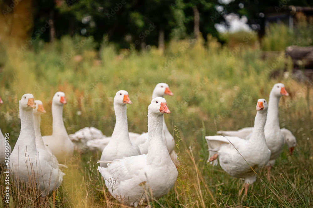 Gans, Gänse, vögel, Hintergrundbild, Rasen, Rasse, Schnabel, Gras, Zucht Gans, Gänse, vögel, Hintergrundbild, Rasen, Rasse, Schnabel, Gras, Zucht