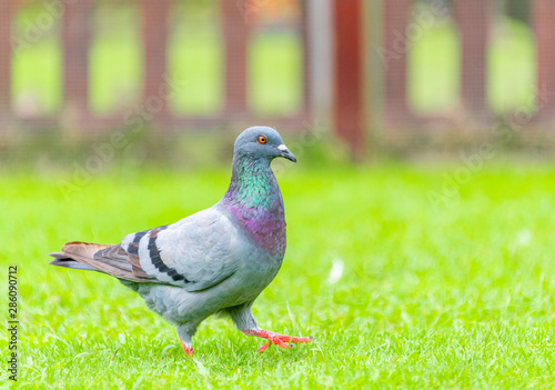 Beautiful grey doveon on the green grass