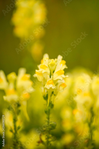 Nahaufnahme einer Blüte, makro, raps, macro, Gelbe blume