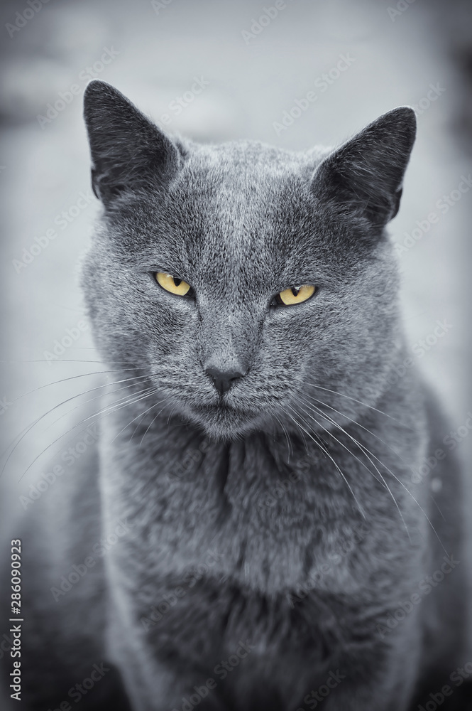 Serious, stern look, gray cat portrait. Monochrome black and white toned photo