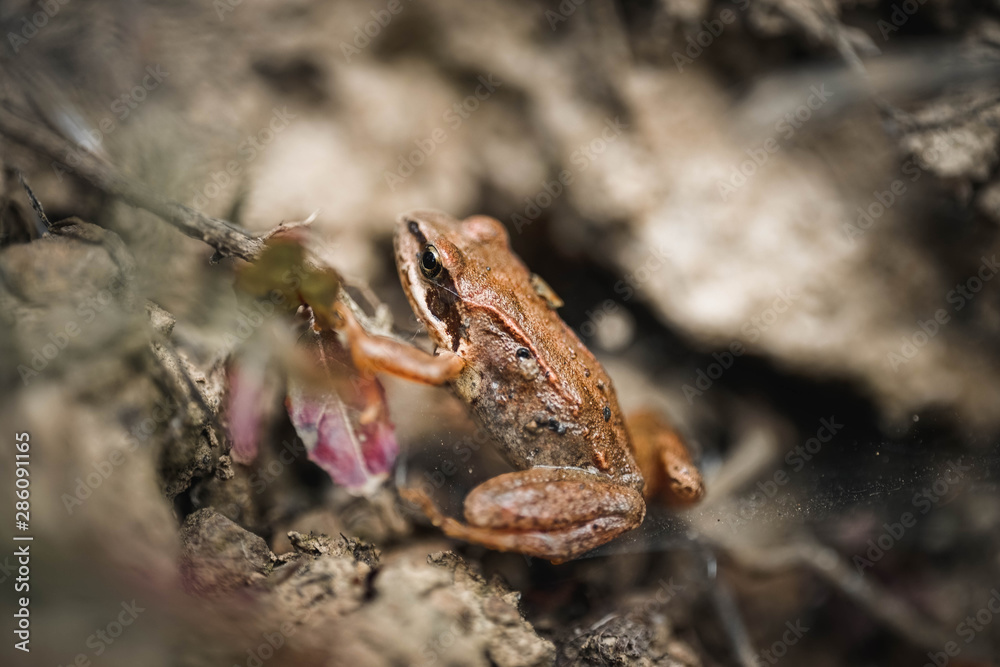 Naklejka premium Frosch, Makro, Reptil, macro, Hintergrund, warzen, braun, streifen