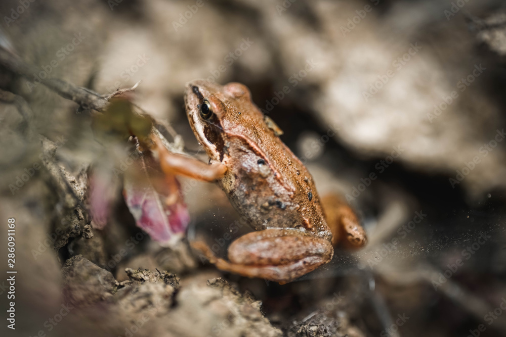 Naklejka premium Frosch, Makro, Reptil, macro, Hintergrund, warzen, braun, streifen