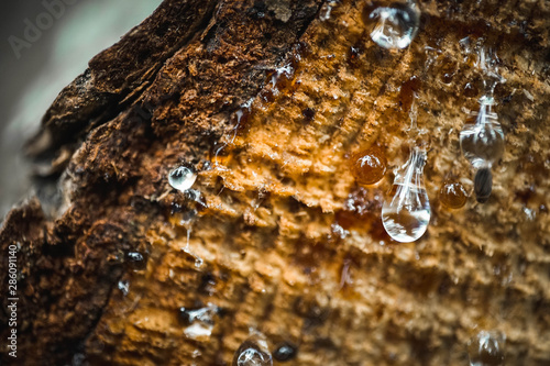 Harz, Natur, Kleben, Hintergrund, Textur, Holz, Baumstamm, Macro, Makro