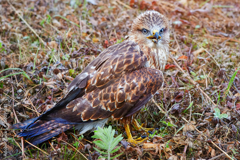 Chick Milvus migrans close-up. He still does not know how to fly, but is not afraid of anything and allows him to come close to himself. Chick Milvus migrans close-up. He still does not know how to fly, but is not afraid of anything and allows him to come close to himself.