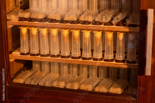 Shelves with cell curlers for the withdrawal of the queen bee in a special locker. Close up, details of beekeeping