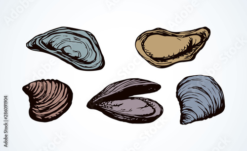 Oyster. Vector drawing