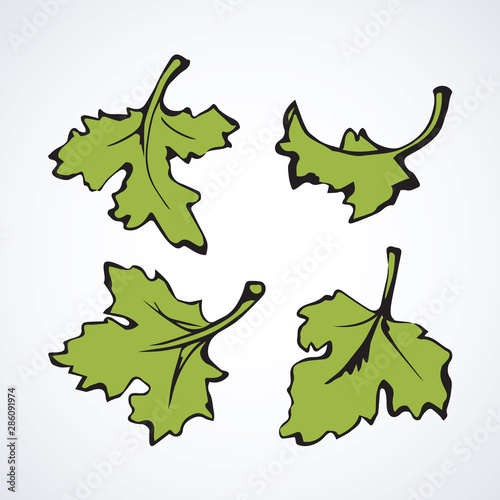 Parsley. Vector drawing