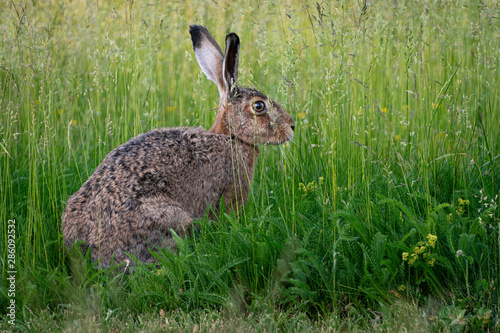 Rabbit in the grass 