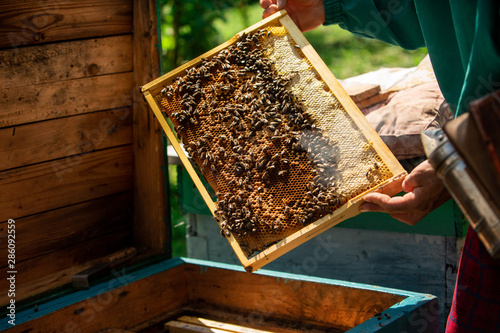 Frames of a bee hive. Beekeeper harvesting honey. The bee smoker is used to calm bees before frame removal. Close up