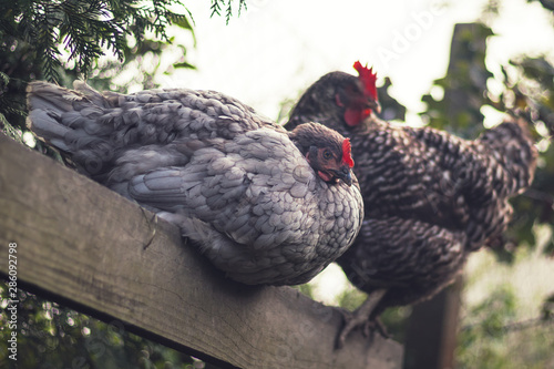 Wallpaper Mural hens - two perched hens (one gray and one speckled) outside in the garden, foggy day Torontodigital.ca