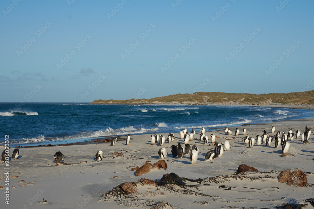 Gentoo Penguins (Pygoscelis papua) on a sandy beach on Sea Lion Island in the Falkland Islands. Gentoo Penguins (Pygoscelis papua) on a sandy beach on Sea Lion Island in the Falkland Islands.