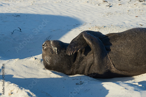 Southern Elephant Seal pup (Mirounga leonina) on Sea Lion Island in the Falkland Islands.