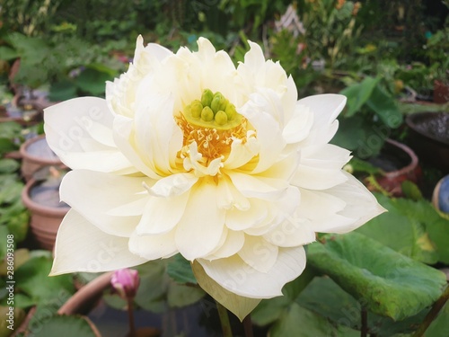 Smooth white lotus background and wallpaper symbol of love  peaceful kindness in buddhism religion.