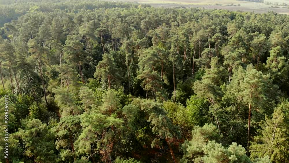 Pinery. Pine tree. Flying over the forest and trees. Beautiful coniferous forest. Pinery. Pine tree. Flying over the forest and trees. Beautiful coniferous forest.