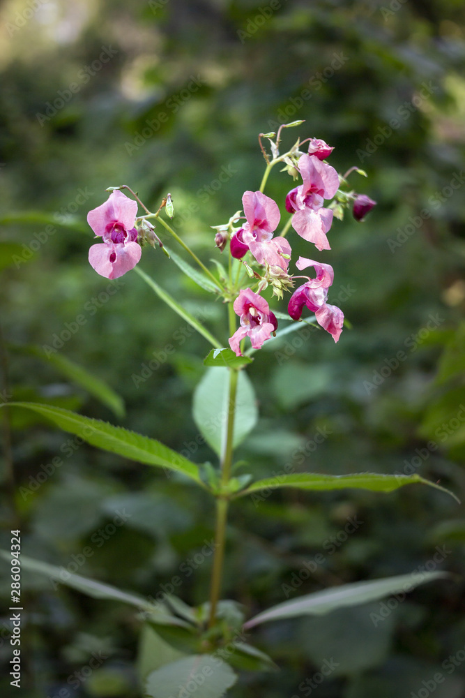 Obraz premium Indian Balsam wildflower in a forest
