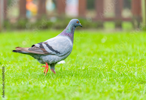 Beautiful grey doveon on the green grass