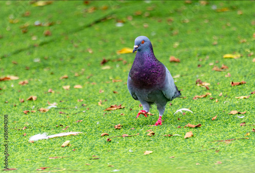Beautiful grey doveon on the green grass