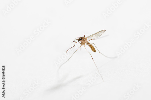 Bloodsucker Mosquito Isolated on White
