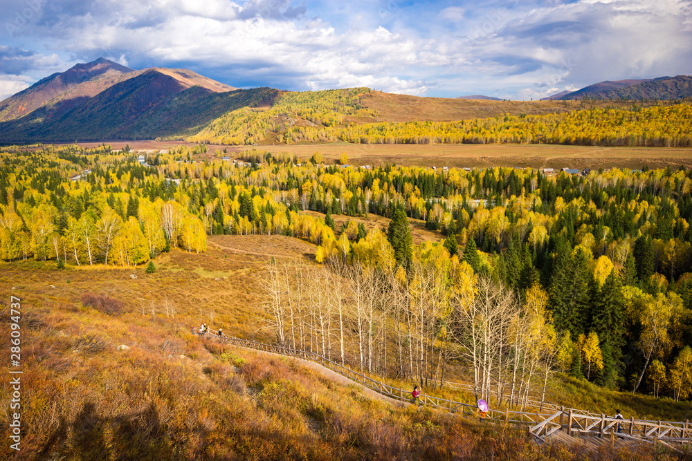 Xinjiang Hemu birch forest autumn scenery