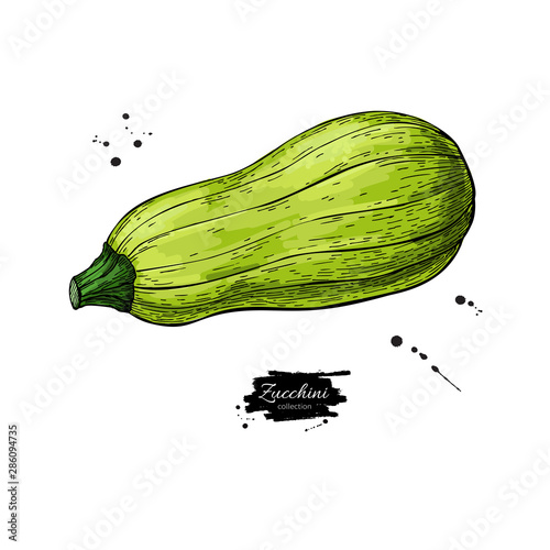 Zucchini hand drawn vector illustration. Isolated Vegetable object. Detailed vegetarian food drawing