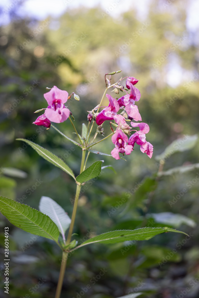 Indian Balsam wildflower in a forest