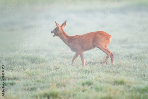 Barking roe doe in misty meadow at dawn.