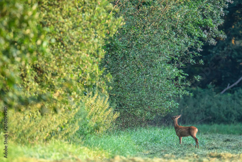 Roe deer doe picking food from branches of forest edge at dawn.
