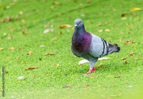 Beautiful grey doveon on the green grass