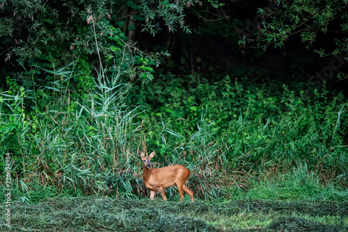 Fototapeta Naklejka Na Ścianę i Meble -  Roe deer doe at edge of lush forest.