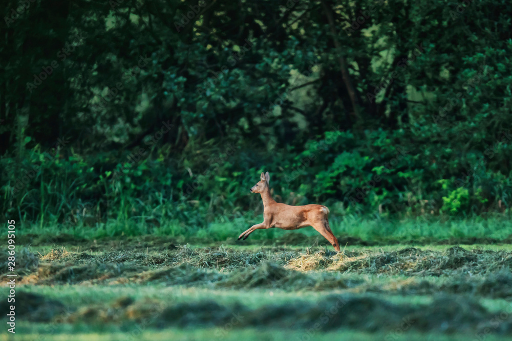 Roe deer doe leaping through meadow at edge of forest. Roe deer doe leaping through meadow at edge of forest.