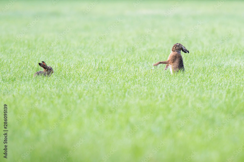 Two hares in pasture, one impresses the other. Two hares in pasture, one impresses the other.