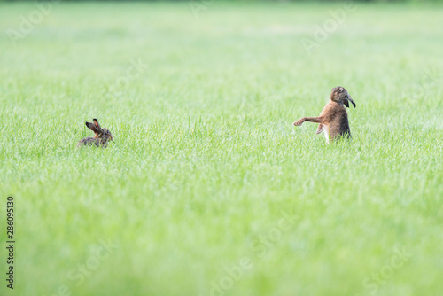 Two hares in pasture, one impresses the other. © ysbrandcosijn