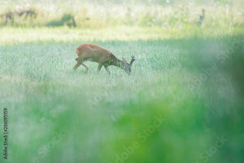 Roebuck eating fresh vegetation in pasture.