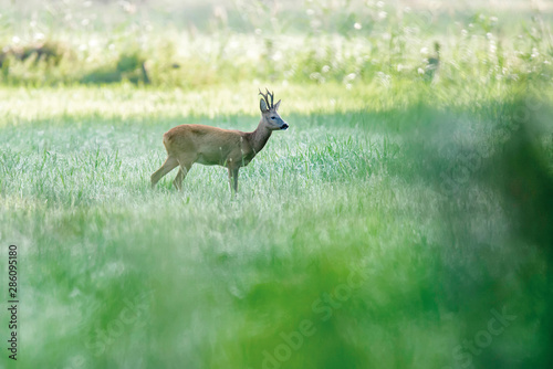 Roebuck standing in pasture at dawn.