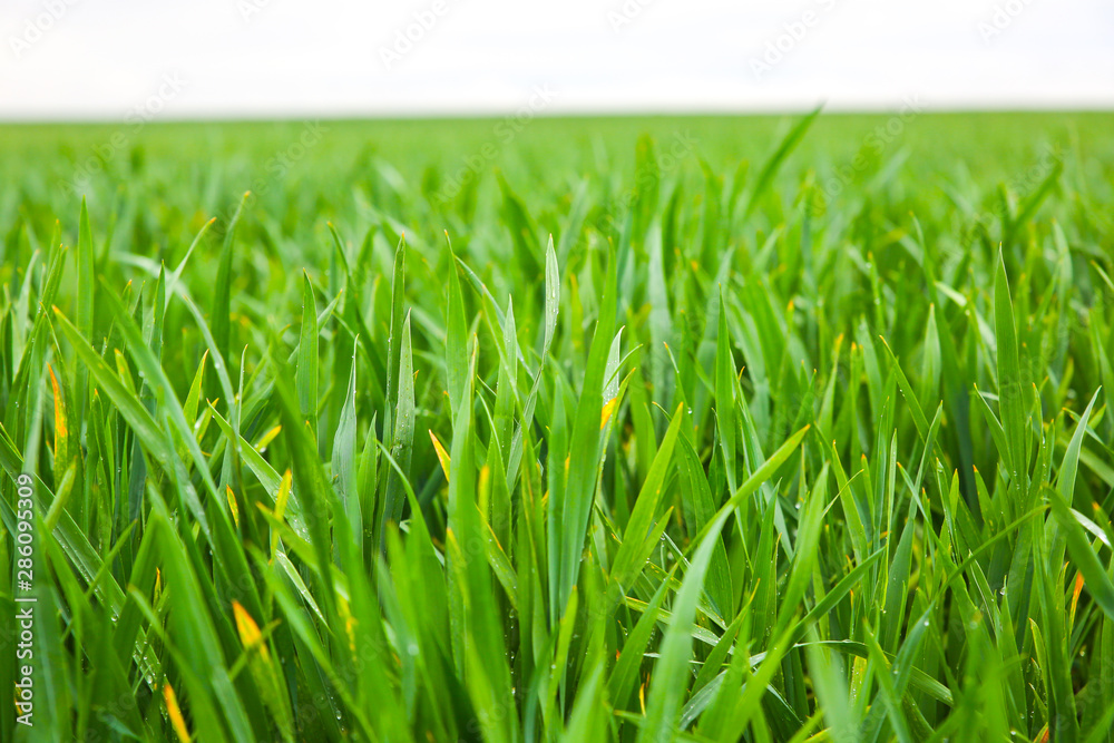 Fototapeta premium Tall green grass in the field. Spring meadow landscape on a sunny day. Summer time. Nature eco friendly photo. Wheat growing. Agriculture concept. Wallpaper with sky.