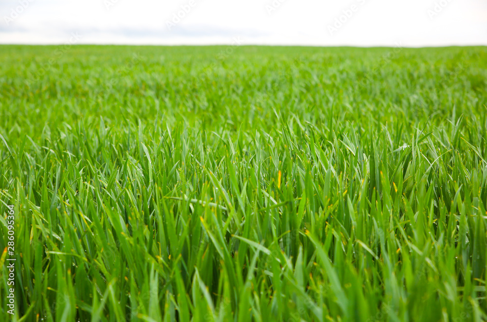 Tall green grass in the field. Spring meadow landscape on a sunny day. Summer time. Nature eco friendly photo. Wheat growing. Agriculture concept. Wallpaper with sky. Tall green grass in the field. Spring meadow landscape on a sunny day. Summer time. Nature eco friendly photo. Wheat growing. Agriculture concept. Wallpaper with sky.