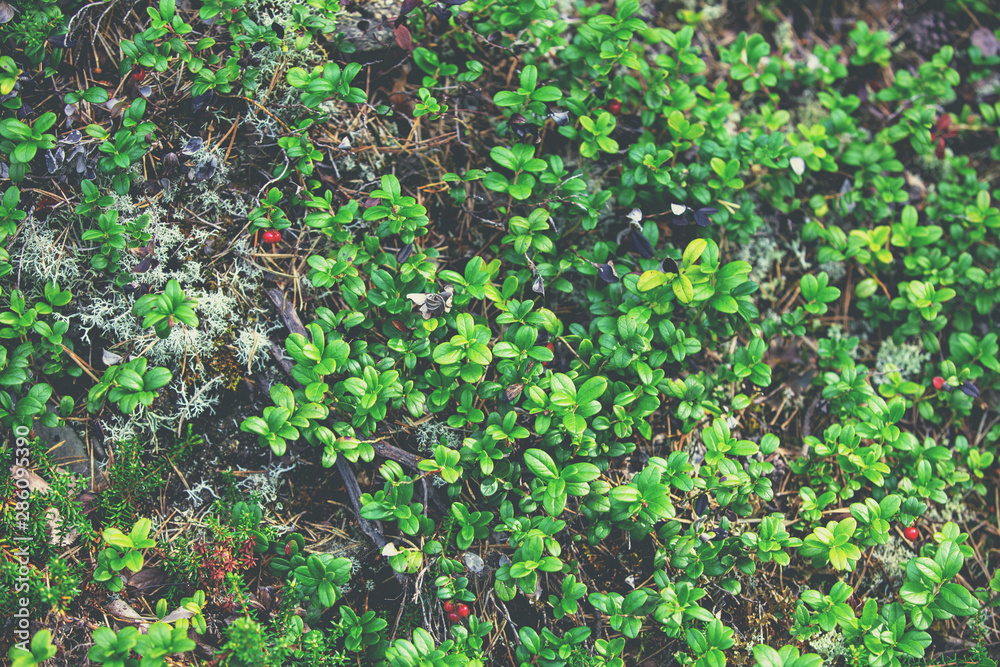 Lingonberry (Vaccinium vitis-idaea) growing in a swamp. Nature background Lingonberry (Vaccinium vitis-idaea) growing in a swamp. Nature background