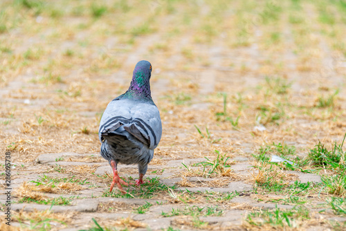 Beautiful grey doveon on the green grass