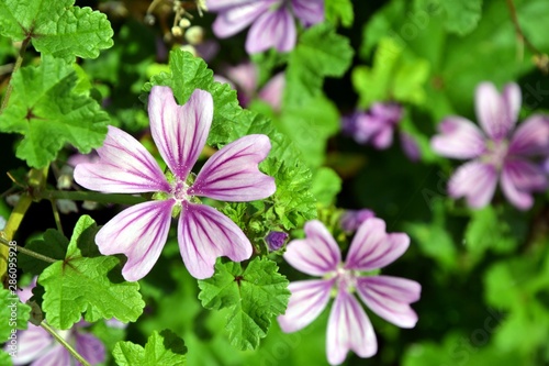Top view of Malva sylvestris flower  known as common mallow  cheeses  high mallow and tall mallow . Closeup of showy bright mauve-purple flowers of Malva sylvestris