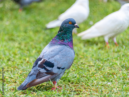 Beautiful grey doveon on the green grass