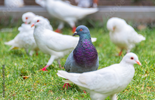 Beautiful grey doveon on the green grass