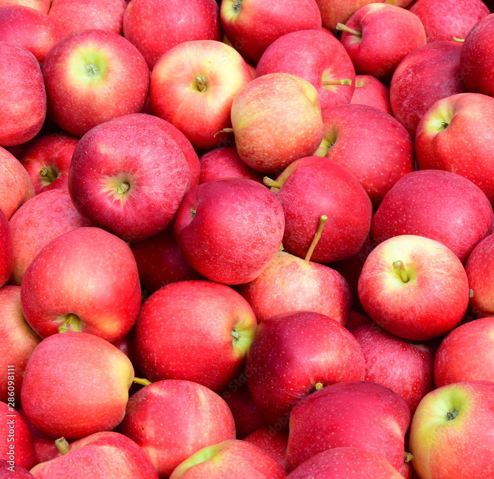 Apfelbaum - Äpfel - Apfelernte - Hintergrund und Textur Apfelbaum - Äpfel - Apfelernte - Hintergrund und Textur