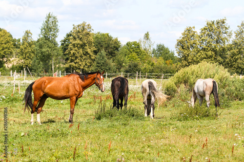 Beautiful Latvia countryside view of a small horse animal farm in a deep countryside small city. © Artūrs Stiebriņš