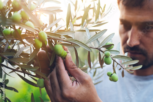 Olive harvest. Hands working. Young farmer man is picking olives.