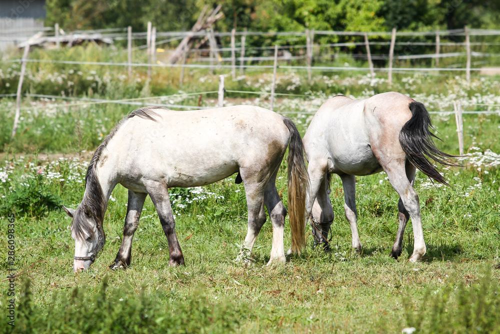 Beautiful Latvia countryside view of a small horse animal farm in a deep countryside small city. Beautiful Latvia countryside view of a small horse animal farm in a deep countryside small city.