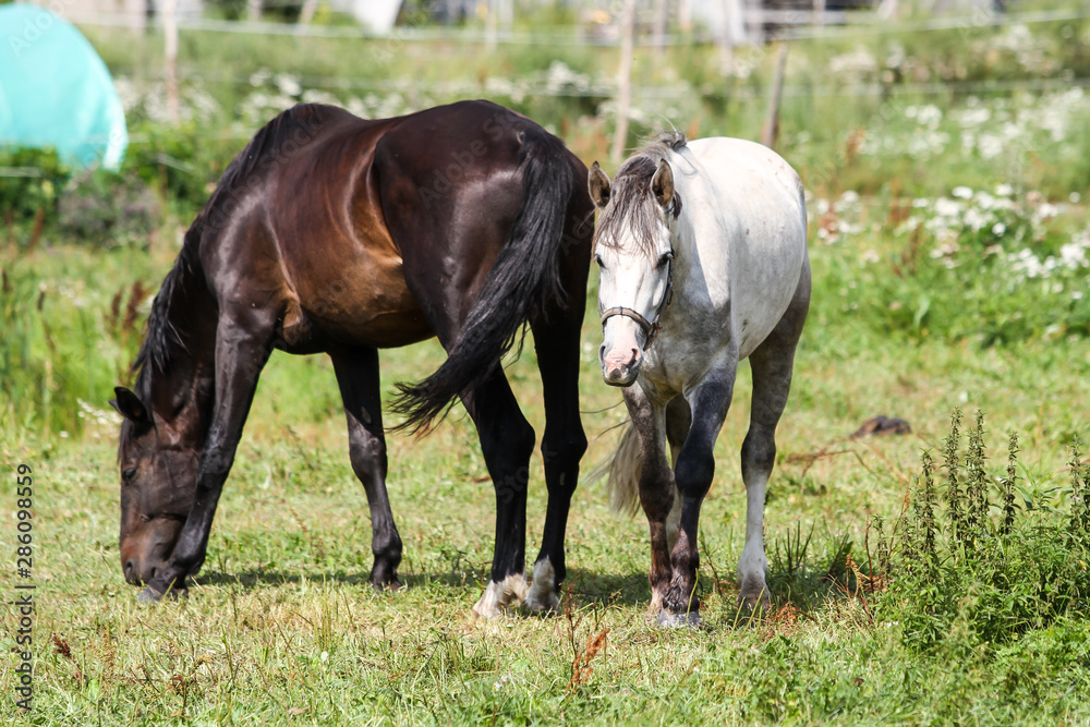 Beautiful Latvia countryside view of a small horse animal farm in a deep countryside small city. Beautiful Latvia countryside view of a small horse animal farm in a deep countryside small city.