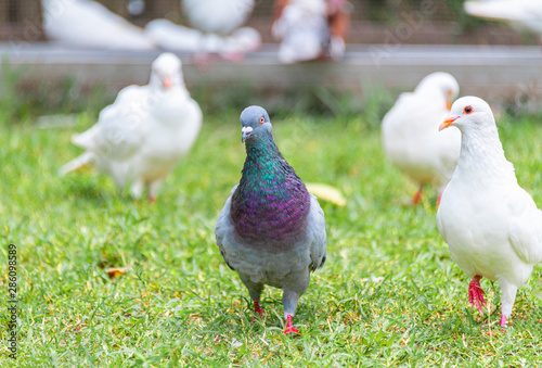 Beautiful grey doveon on the green grass