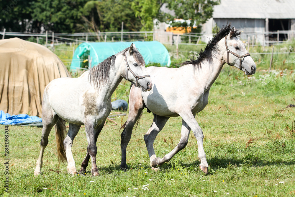 Beautiful Latvia countryside view of a small horse animal farm in a deep countryside small city. Beautiful Latvia countryside view of a small horse animal farm in a deep countryside small city.