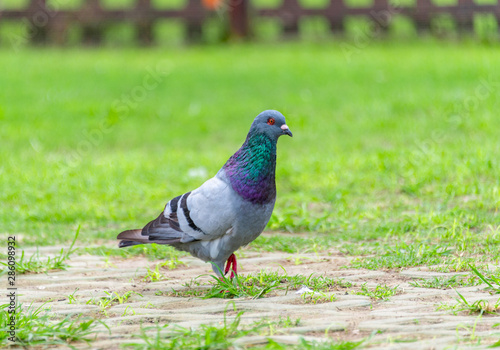 Beautiful grey doveon on the green grass